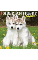 Just Siberian Husky Puppies 2025 12 X 12 Wall Calendar