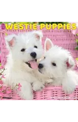 Just Westie Puppies 2025 12 X 12 Wall Calendar