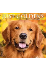 Just Goldens 2025 7 X 7 Mini Wall Calendar