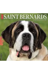 Just Saint Bernards 2025 12 X 12 Wall Calendar