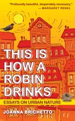 This Is How a Robin Drinks