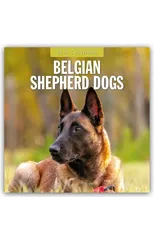 Belgian Shepherd Dogs 2025 Square Wall Calendar