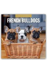 French Bulldogs 2025 Square Wall Calendar