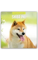 Shiba Inu 2025 Square Wall Calendar