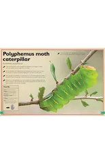 The Magnificent Book of Butterflies and Moths