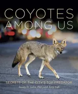 Coyotes Among Us