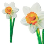 Flower Bookmarks - Painted Daffodil