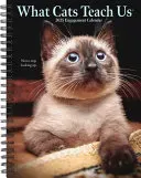What Cats Teach Us 2026 6.5 X 8.5 Engagement Calendar