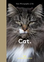 New Photography of the Cat.