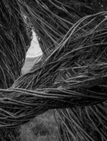 Patrick Dougherty | James Florio