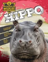 Hippopotamus (Hippo)