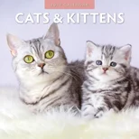 Cats & Kittens 2027 Square Wall Calendar