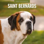 Saint Bernards 2027 Square Wall Calendar