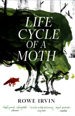 Life Cycle of a Moth