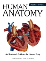 Human Anatomy
