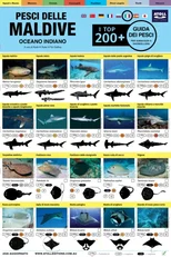 Maldive Guida Dei Pesci