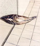 Tokyo Fishgraphs II